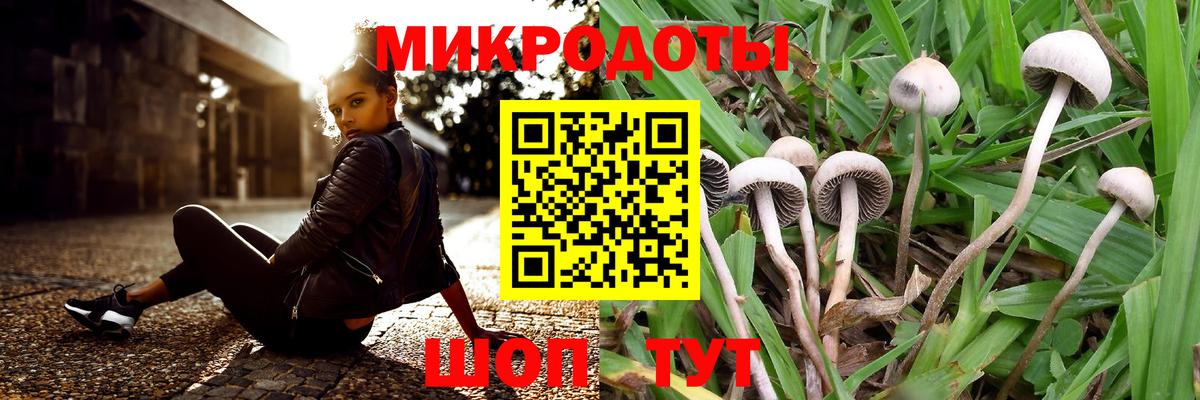 Псилоцибиновые грибы Psilocybine cubensis Ртищево